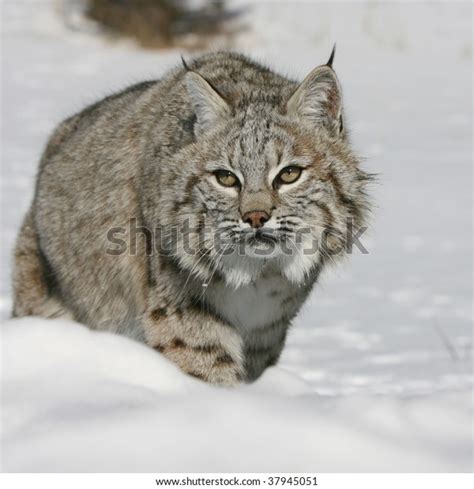 Bobcat Stalking Prey Stock Photo 37945051 Shutterstock