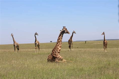 The Top 10 African Safari Tours African Safari Tour Safari Tour