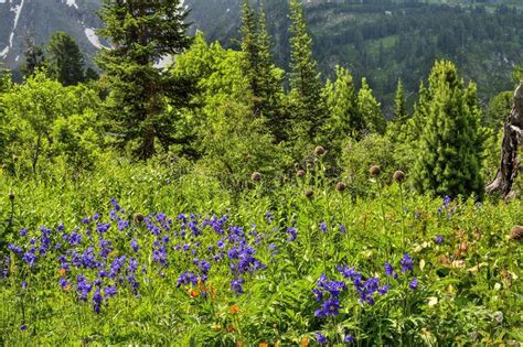 Picturesque View Of Blooming Alpine Meadow And Mountain Glaciers Stock