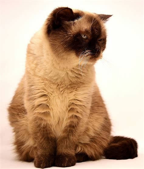 Hd Wallpaper Siamese Cat British Shorthair Pet Mieze Short Hair
