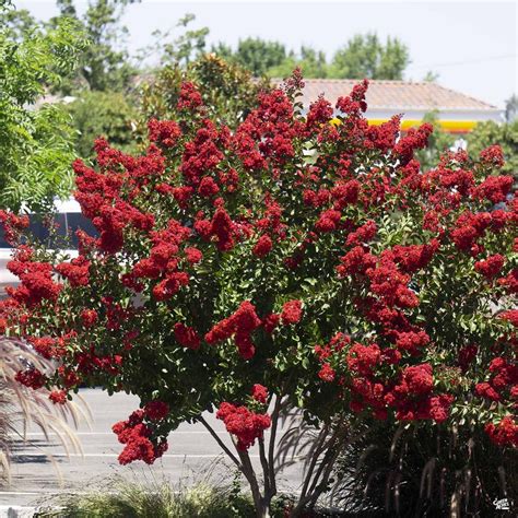Maybe you would like to learn more about one of these? Crape Myrtle 'Dynamite' Multitrunk — Green Acres Nursery ...