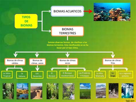 Clasificacion De Los Biomas Png Dato Mapa
