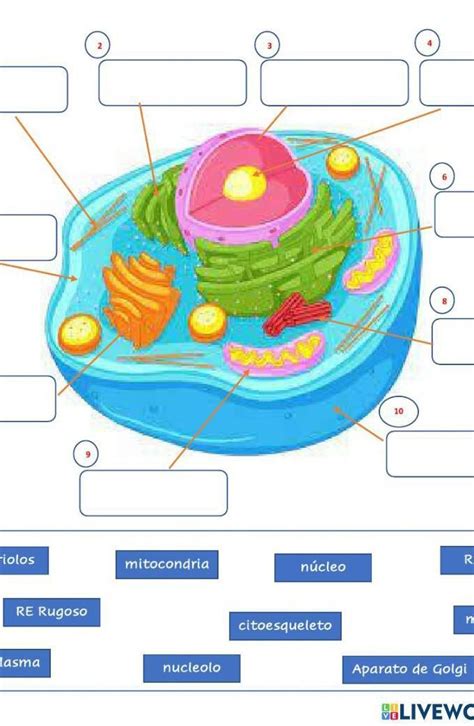 Identifica Las Partes De La Célula Animal Ayuda Por Favor Brainlylat