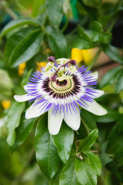History of passion flower as treatment for anxiety. How to Grow Passion Flowers in a Pot | eHow