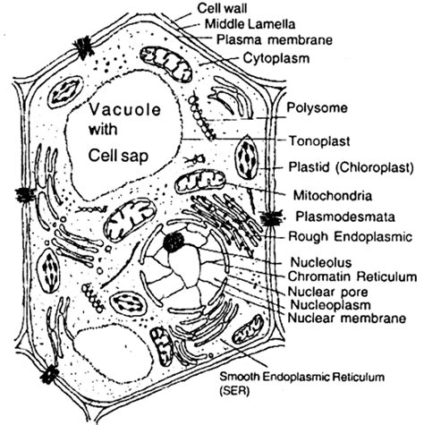 Draw a neat labelled diagram of an animal cell. Draw a neat labelled diagram of the ultra-structure of a ...
