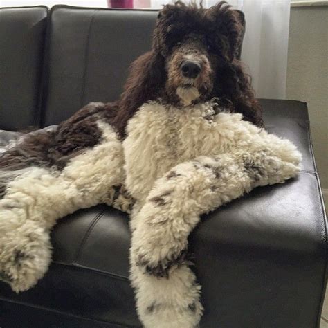 See This Instagram Photo By Beauthepoodle 120 Likes Parti Poodle