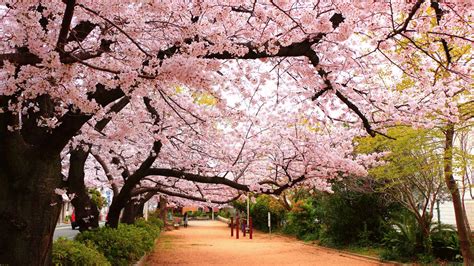 Sakura In Japan And Try The Japanese Living In The Philippines Blog