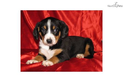 Entlebucher Mountain Dog Puppy For Sale Near Lancaster Pennsylvania