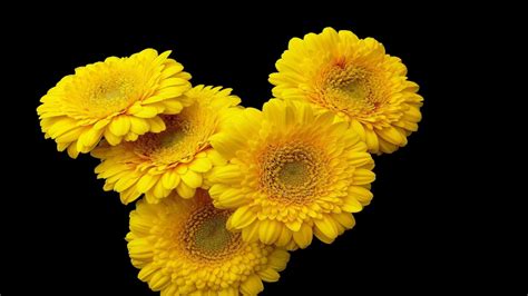 1920x1080 Resolution Gerbera Flower Yellow 1080p Laptop Full Hd