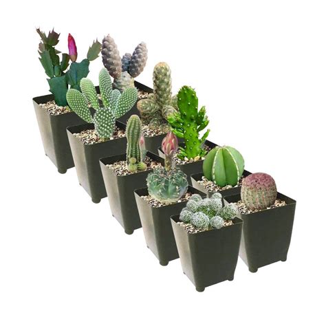 Unique Cactus Of The Month Clubs Cacti Gifts Food For Net