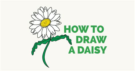 How To Draw A Daisy Easy Drawing Guides