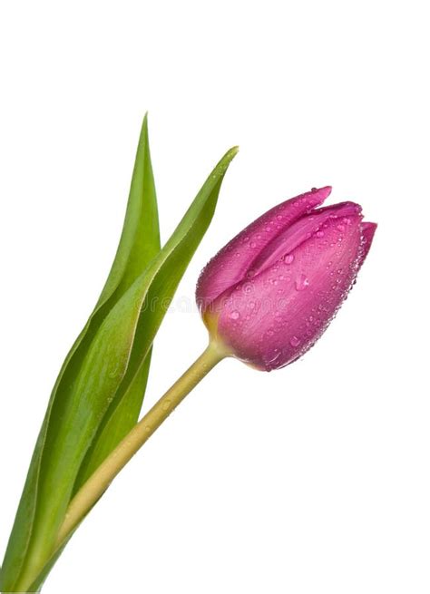 Purple Tulip On A White Background Stock Image Image 11464359