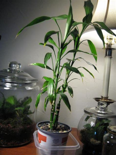 Lucky Bamboo Dracaena Sanderiana Guide Our House Plants