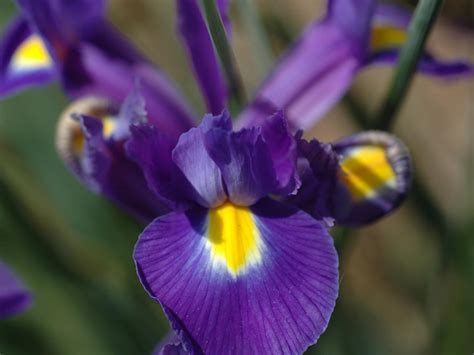 Dutch Iris Hgtv
