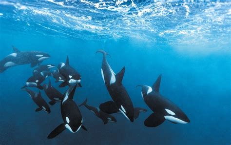 Killer Whales Are Speciating Right In Front Of Us Scientific American