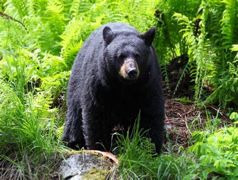 Fekete medve ölt meg egy nőt Kanadában - Hír TV
