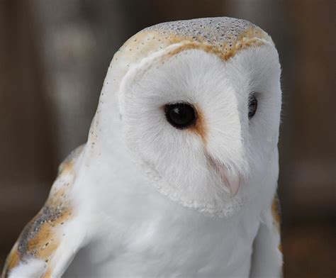 White Barn Owl Photograph By David Campione Fine Art America