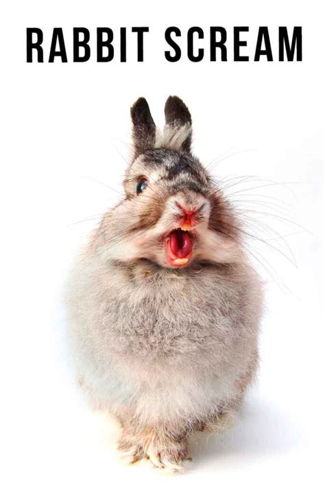 Rabbit Scream What It Means If You Hear Your Bunny Scream