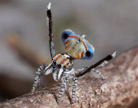 This Spectacularly Coloured Peacock Spider Is Smaller Than A Pencil