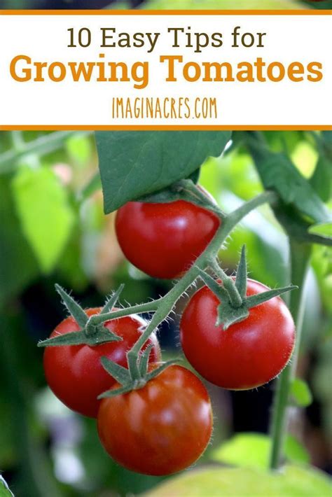 10 Easy To Understand Tomato Growing Tips Growing Tomatoes Tips For