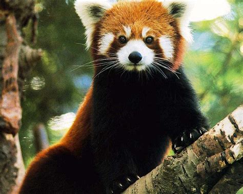 Red Panda Pet Important Facts About Red Panda