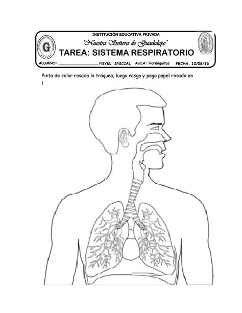 10 Tarea Sistema Respiratorio By Katy Hormiguita Issuu