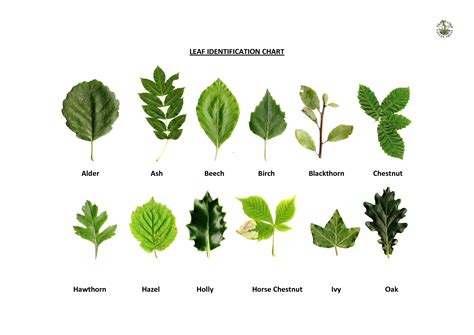 Plant Identification By Leaf Chart Tree Leaf Identification Oak Leaf
