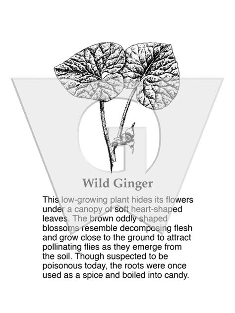 Wild Ginger Wilderness Graphics Inc