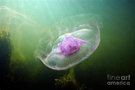 Moon Jellyfish In Sunlight Photograph By Alexander Semenovscience