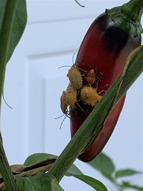 What Are These Little Bugs Theyre All Over My Pepper Plants And Kinda