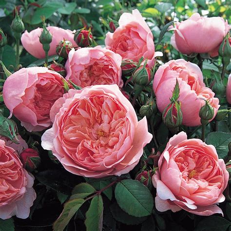 The Alnwick® Rose™ David Austin Roses Shrub Roses Hybrid Tea Roses