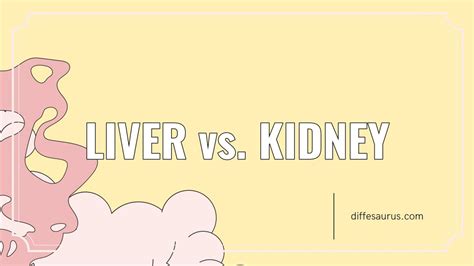What Is The Difference Between Liver And Kidney Diffesaurus