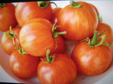 10 Tigerella Tomato Seeds Etsy