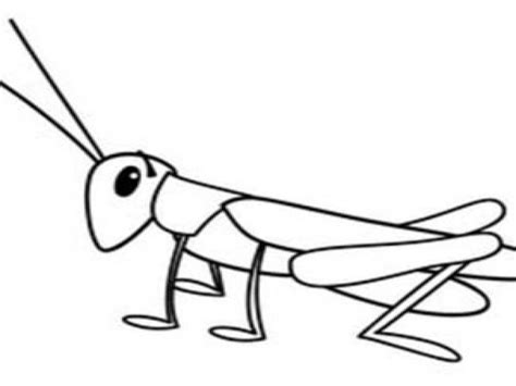 Grasshopper Drawing For Kids At Explore Collection