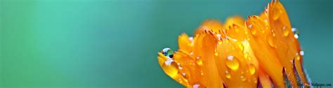 Macro View Of Orange Flower With Raindrops 4k Wallpaper Download