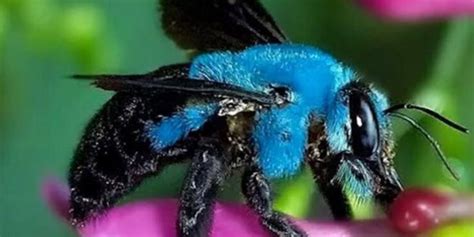 Floridas Lost Ultra Rare Metallic Blue Bee Has Been Rediscovered By