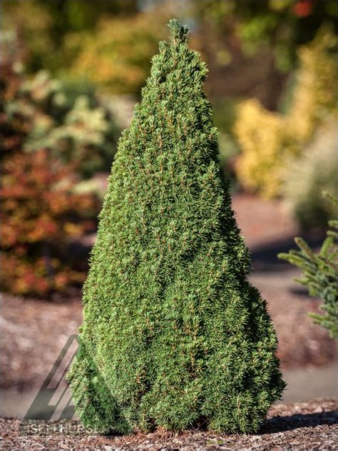 Something Extraordinary Conifers Dwarf Conifers Miniature Garden