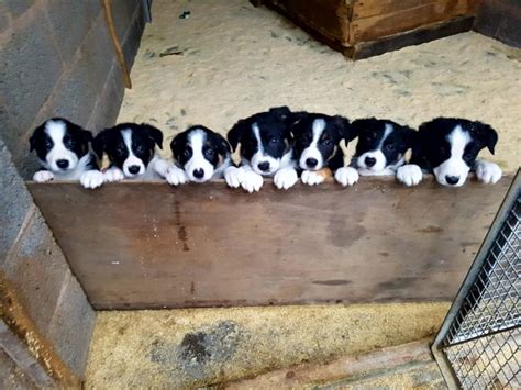 Part 1 How To Choose A Working Sheepdog Puppy Sellmylivestock The