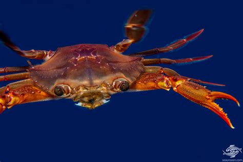 Smiths Swimming Crab Facts And Photographs Seaunseen