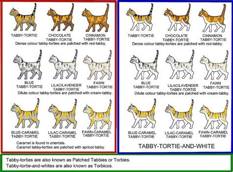 Colourpoint Cat Colors - Barry Morrises Coloring Pages