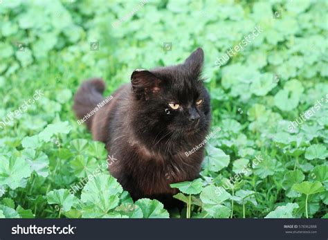 Angry Black Cat Peeking Out Thickets Stock Photo 578362888 Shutterstock