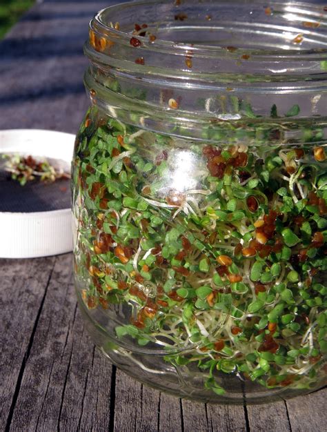 How To Grow Sprouts In A Mason Jar Rediscover