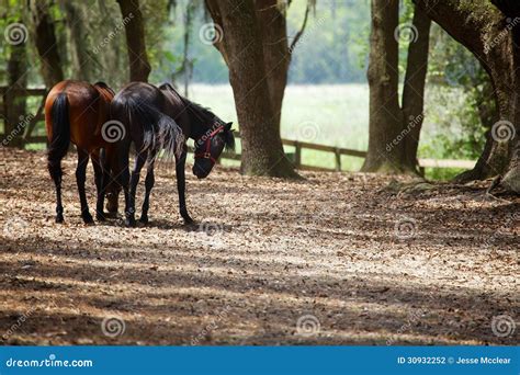 Horses In Countryside Stock Photo Image Of Equidae Scenery 30932252