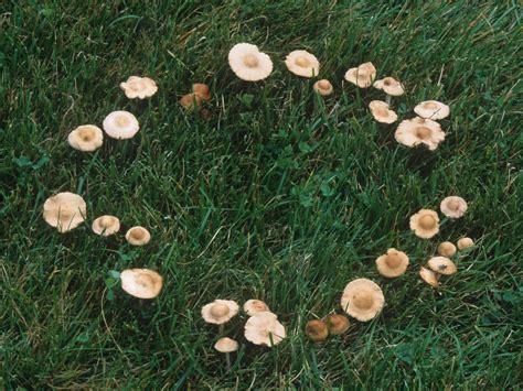 While adults don't cause any lasting damage, the fungus gnat larvae of that family will move on to plant roots once their preferred. how to get rid of mushrooms | Sublime Garden Design ...