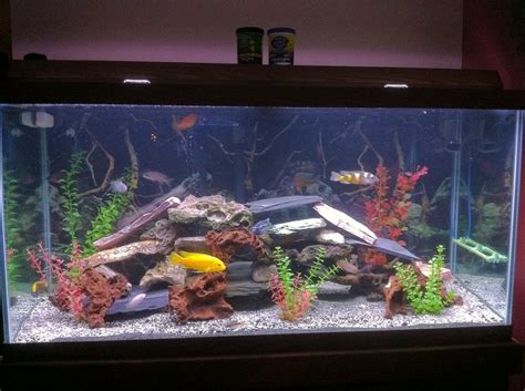Photo 1 This Is My 90 Gallon Fish Tank That Is Prodominen