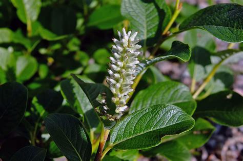 Salix Salicaceae