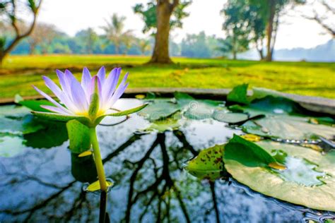 Lotus Blooming Stock Image Image Of Lotus Asian Water 66977143