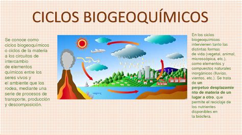 Solution Ciclos Biogeoqu Micos Studypool