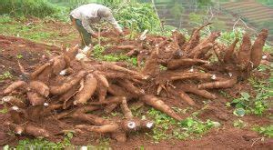 Walau pun hasilnya tidak seberapa tetapi anda masih boleh berpuas hati kerana dapat merasai ubi kayu yang anda sendiri tanam. 9 Cara Menanam Stek Ubi Kayu Agar Panen Melimpah ...