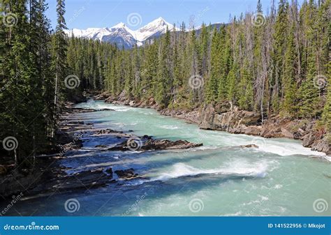 The Forest And Mountain Over Kicking Horse River Stock Photo Image Of